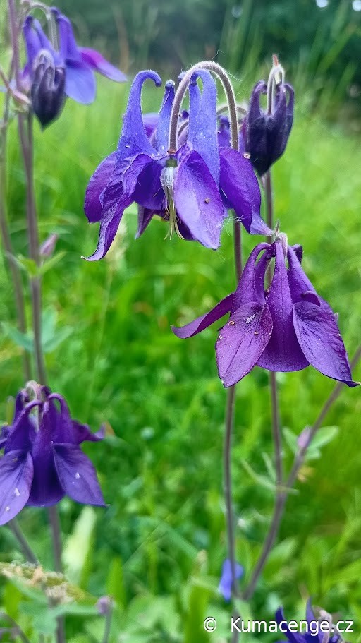 Orlíček alpský (Aquilegia alpina)